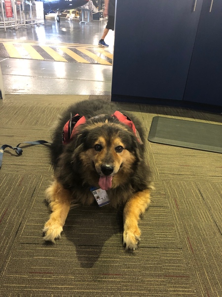 Entry image for Bear. Clicking this image will show a larger photo