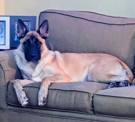 Entry image for Leia. Clicking this image will show a larger photo