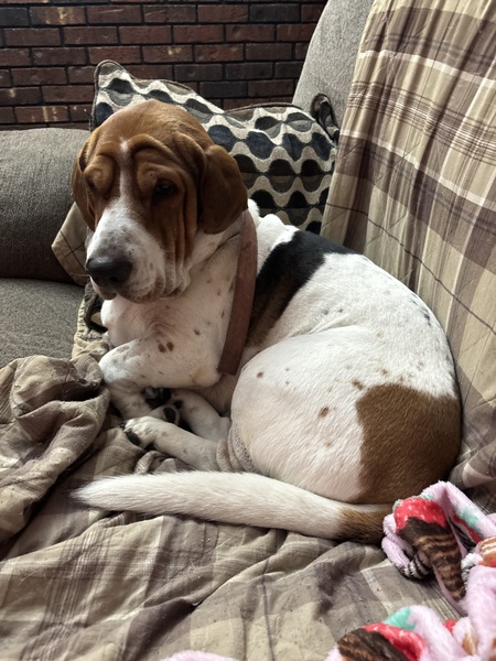 Entry image for Roofus. Clicking this image will show a larger photo