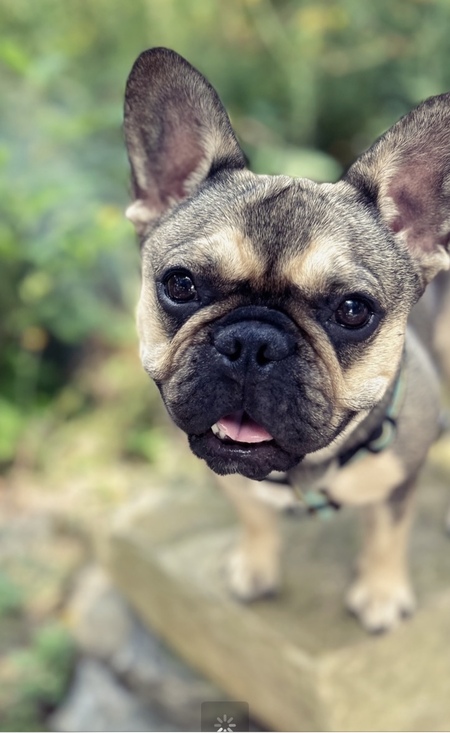 Entry image for Bee. Clicking this image will show a larger photo