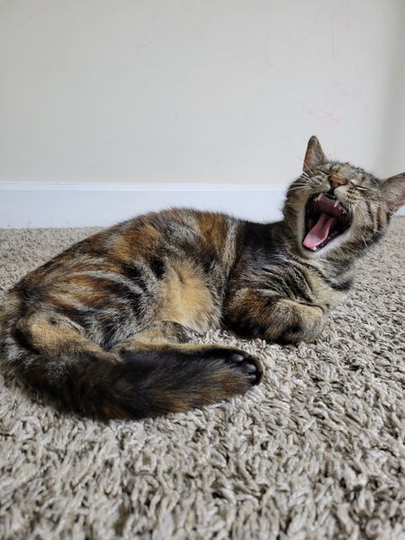 Entry image for Venus. Clicking this image will show a larger photo