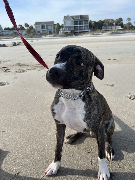 Entry image for Akamaru . Clicking this image will show a larger photo