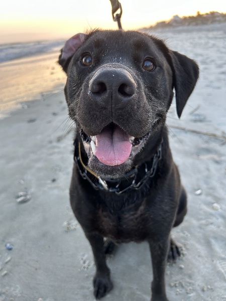 Entry image for Ranger. Clicking this image will show a larger photo