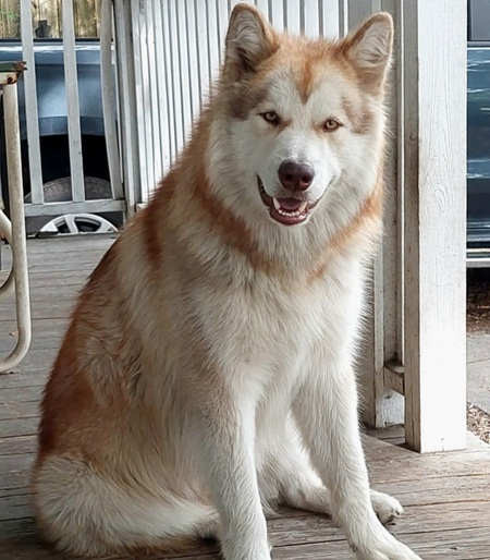 Entry image for Murphy . Clicking this image will show a larger photo