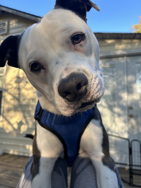 Entry image for Gunner. Clicking this image will show a larger photo