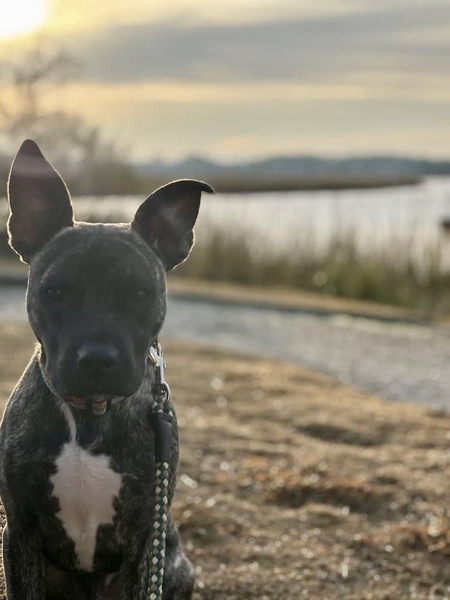 Entry image for Ollie . Clicking this image will show a larger photo