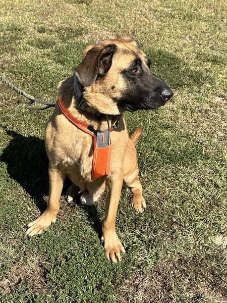 Entry image for Hunter . Clicking this image will show a larger photo