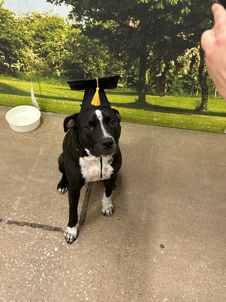 Entry image for Tally. Clicking this image will show a larger photo