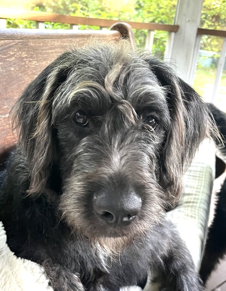 Entry image for Colonel Fitzwilliam . Clicking this image will show a larger photo