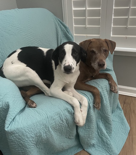 Entry image for Sadie & Kiki. Clicking this image will show a larger photo