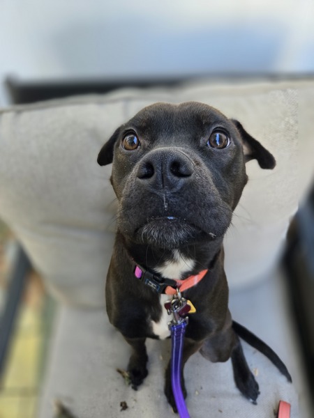 Entry image for Lily. Clicking this image will show a larger photo