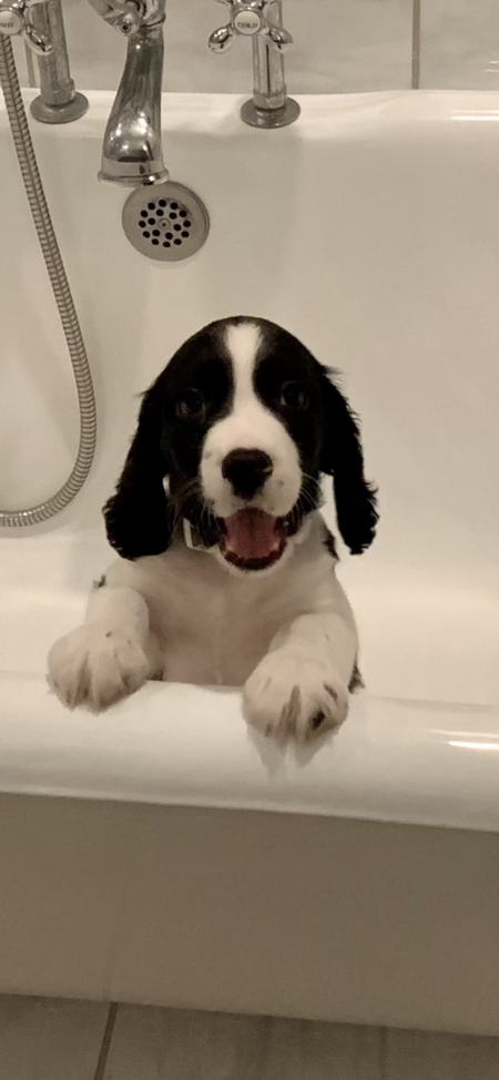 Entry image for Stetson . Clicking this image will show a larger photo