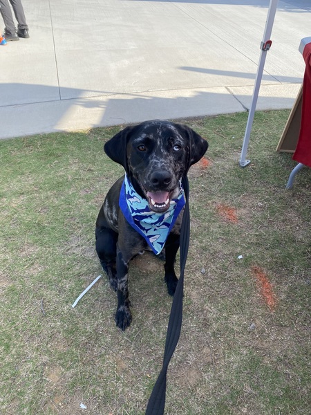 Entry image for Blue. Clicking this image will show a larger photo