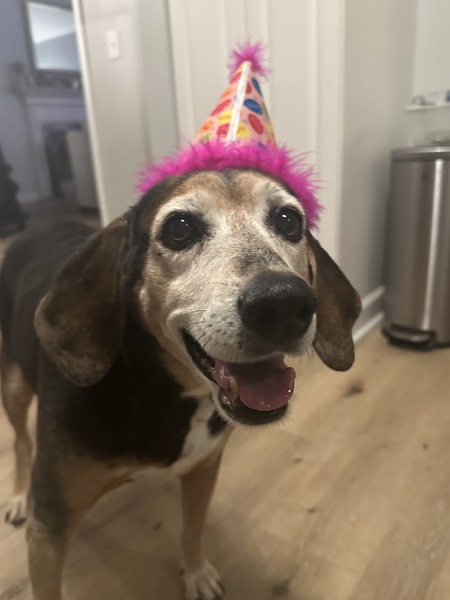 Entry image for Gracie . Clicking this image will show a larger photo