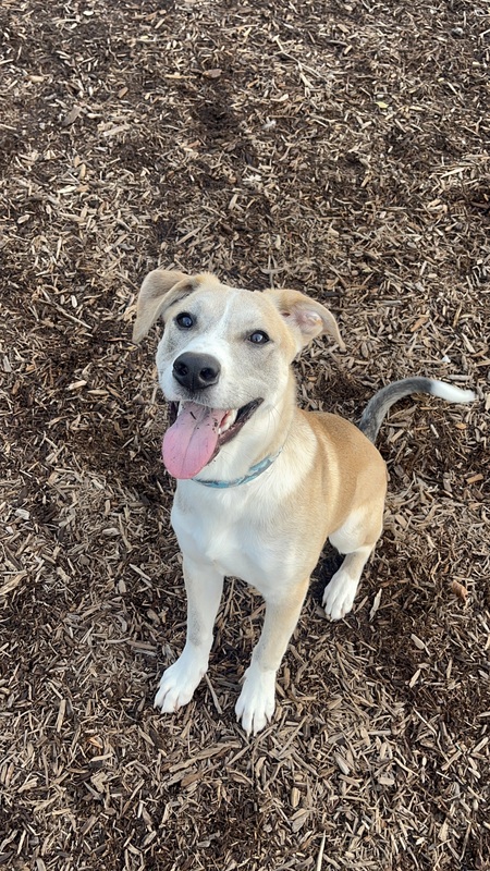 Entry image for Henry. Clicking this image will show a larger photo