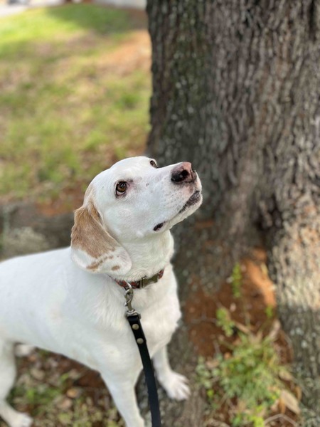 Entry image for Lucy. Clicking this image will show a larger photo