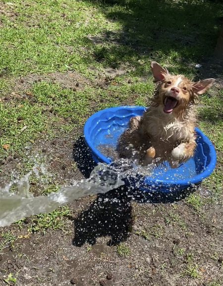 Entry image for Luna. Clicking this image will show a larger photo