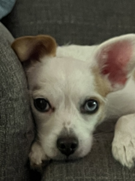 Entry image for Charlie. Clicking this image will show a larger photo