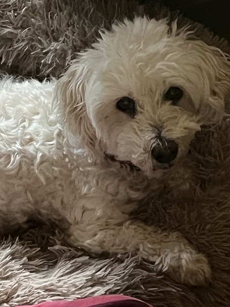 Entry image for Kapono. Clicking this image will show a larger photo