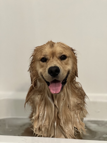 Entry image for Oliver. Clicking this image will show a larger photo