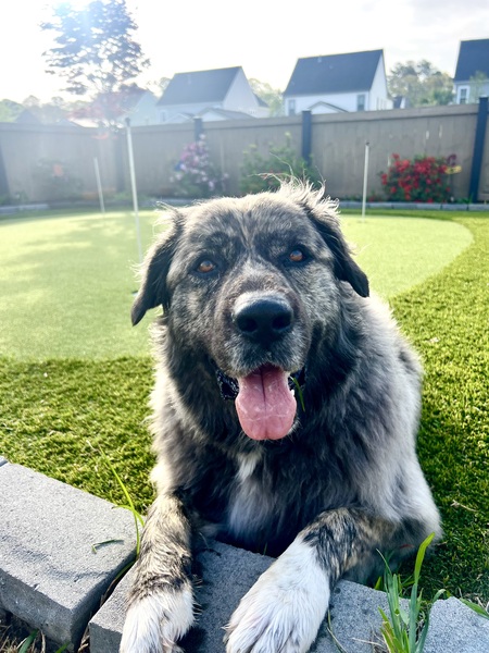 Entry image for Callie. Clicking this image will show a larger photo