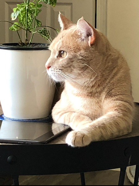 Entry image for Charlie . Clicking this image will show a larger photo