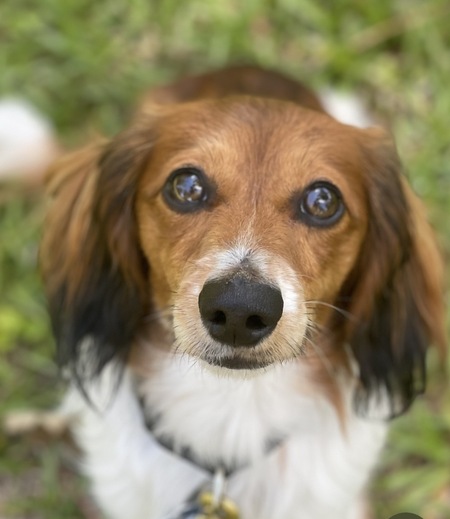 Entry image for Bogey. Clicking this image will show a larger photo