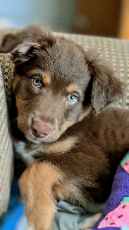 Entry image for Koda. Clicking this image will show a larger photo