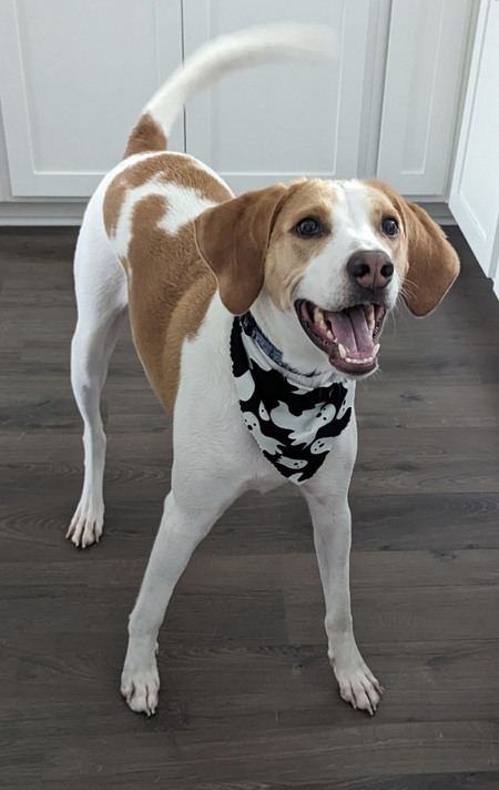 Entry image for Porkchop. Clicking this image will show a larger photo