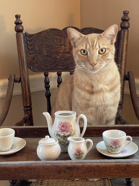 Entry image for Pumpkin . Clicking this image will show a larger photo