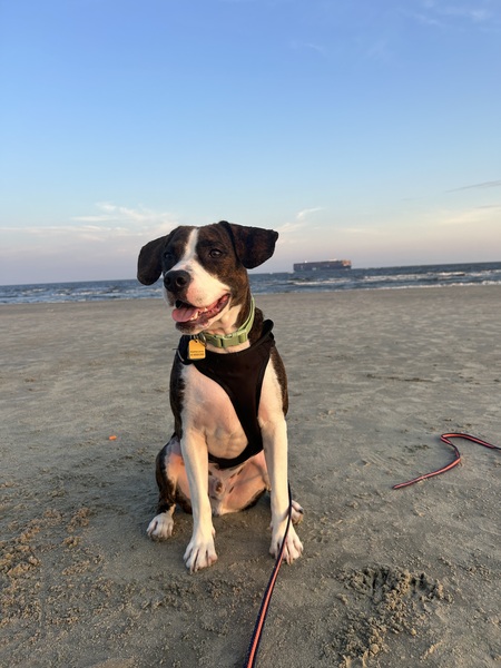 Entry image for Goose. Clicking this image will show a larger photo