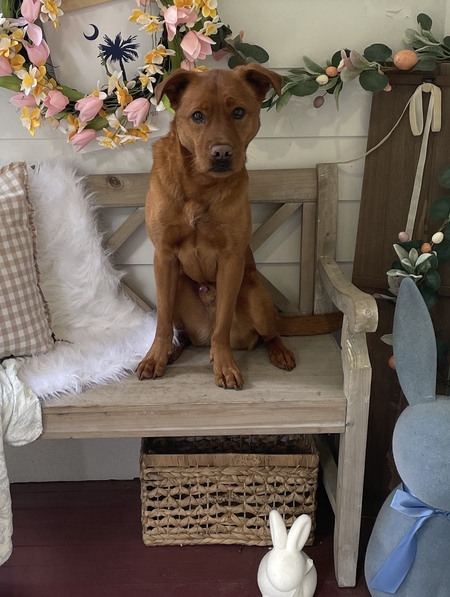 Entry image for Archer. Clicking this image will show a larger photo