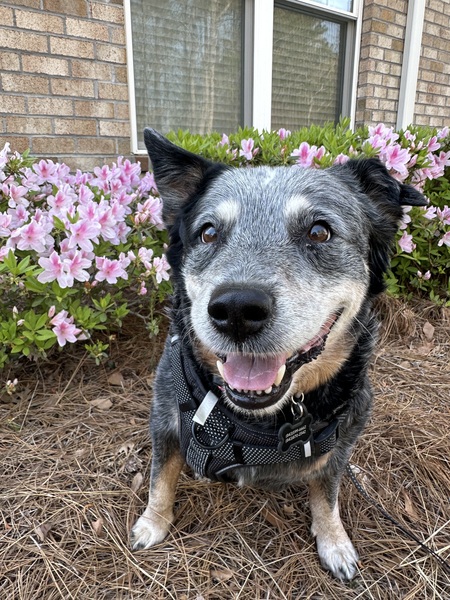 Entry image for Chief. Clicking this image will show a larger photo