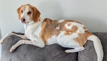 Entry image for Porkchop. Clicking this image will show a larger photo