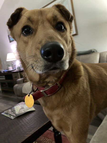 Entry image for Allie. Clicking this image will show a larger photo