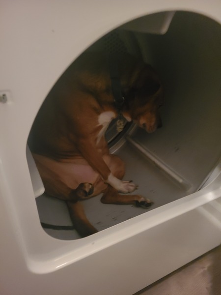 Entry image for Bear. Clicking this image will show a larger photo