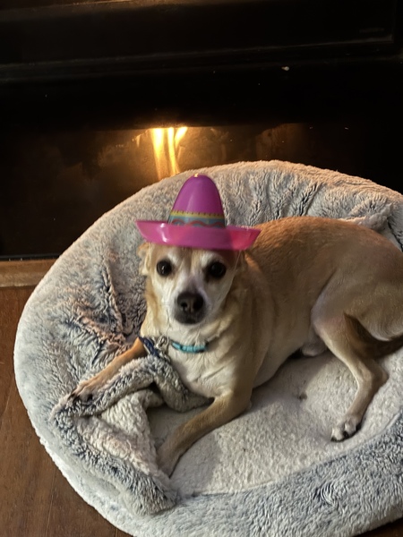 Entry image for Coco. Clicking this image will show a larger photo