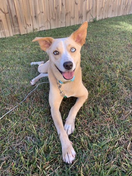 Entry image for Potato . Clicking this image will show a larger photo