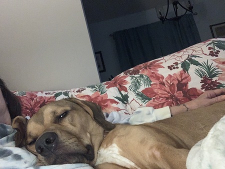 Entry image for Pumpkin . Clicking this image will show a larger photo