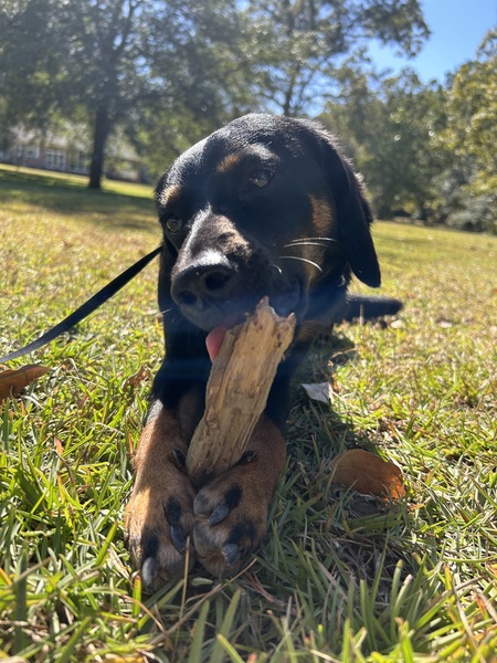 Entry image for Maxi. Clicking this image will show a larger photo