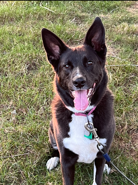 Entry image for Gracie . Clicking this image will show a larger photo