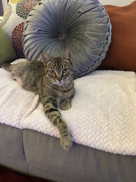 Entry image for Isabella . Clicking this image will show a larger photo