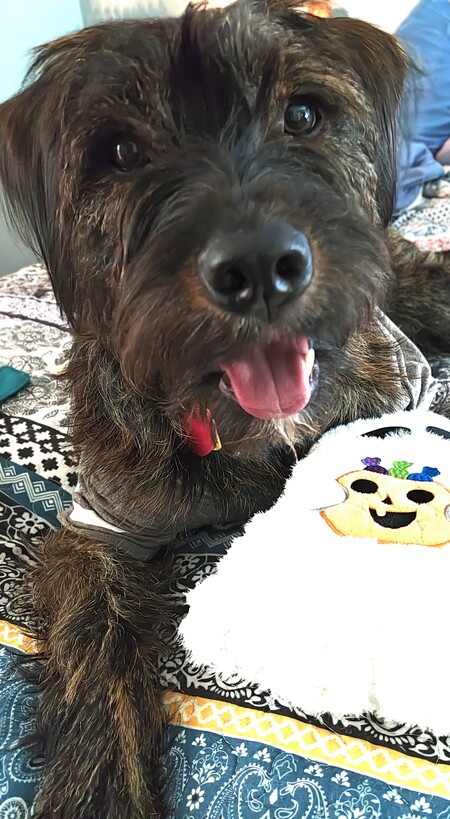 Entry image for Hodgepodge . Clicking this image will show a larger photo