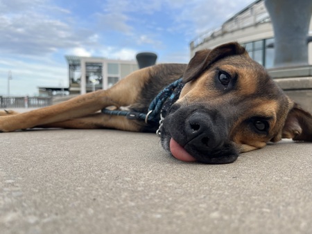 Entry image for Pita. Clicking this image will show a larger photo