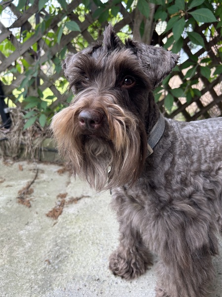 Entry image for Henry. Clicking this image will show a larger photo