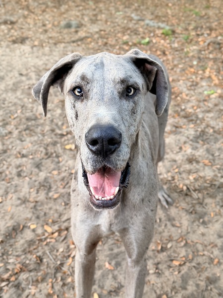 Entry image for Tungsten. Clicking this image will show a larger photo