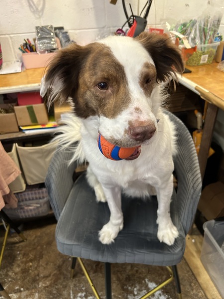 Entry image for Gus. Clicking this image will show a larger photo