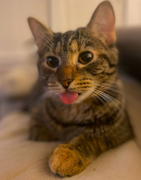 Entry image for Bandit. Clicking this image will show a larger photo