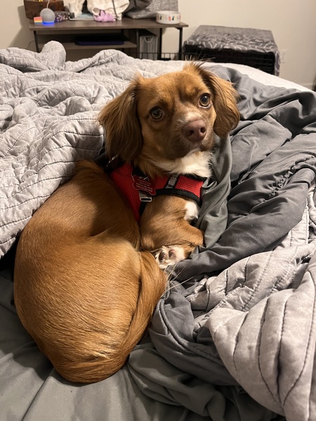 Entry image for Charlie J. Clicking this image will show a larger photo