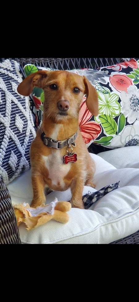 Entry image for Georgie . Clicking this image will show a larger photo